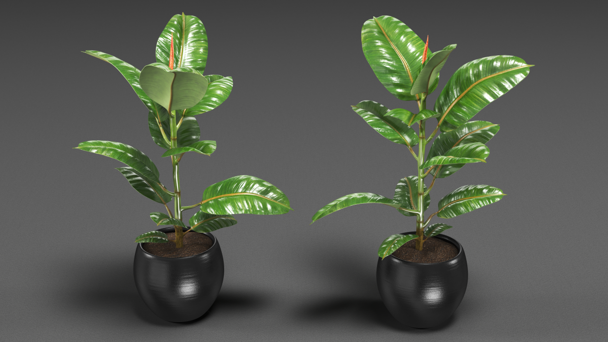 3D Ficus Elastica Tree in Pot