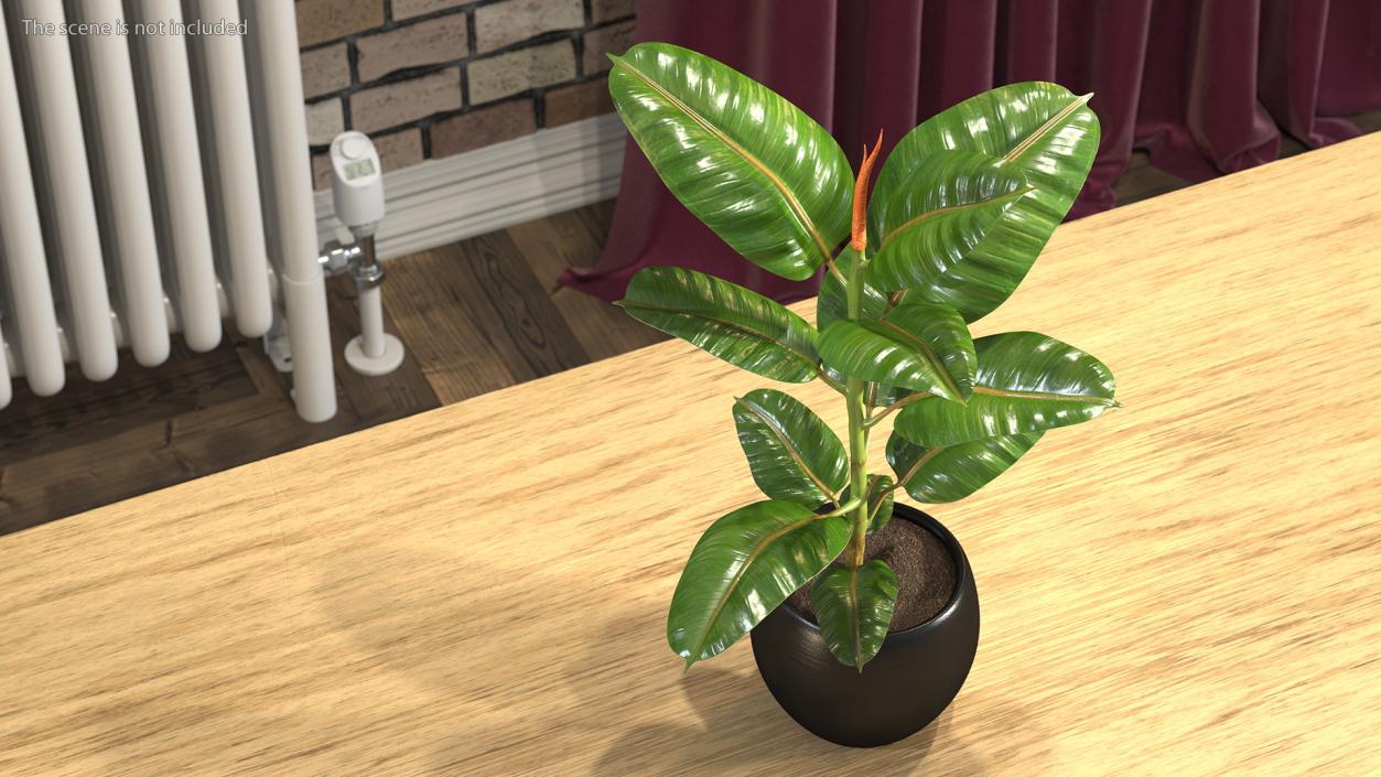 3D Ficus Elastica Tree in Pot