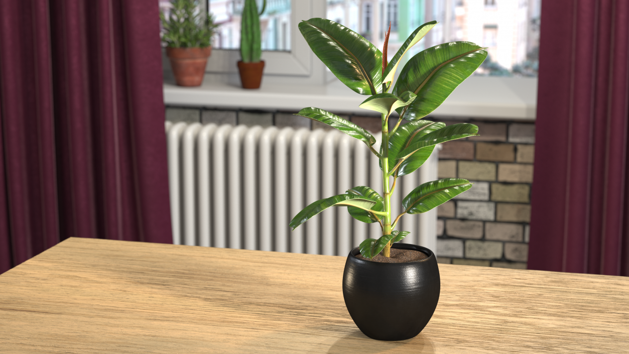 3D Ficus Elastica Tree in Pot