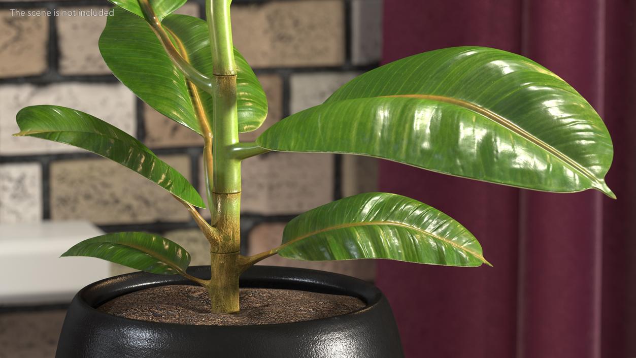 3D Ficus Elastica Tree in Pot