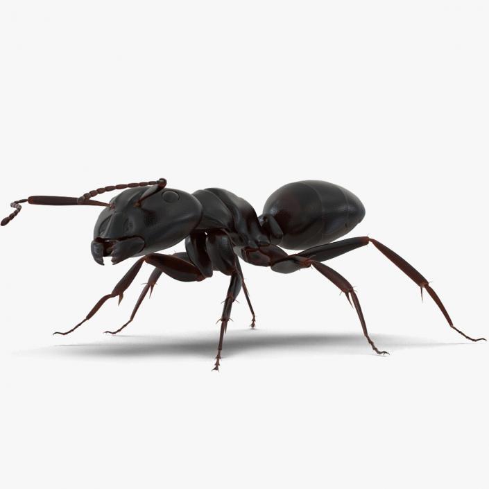 3D model Black Ant Rigged for Maya