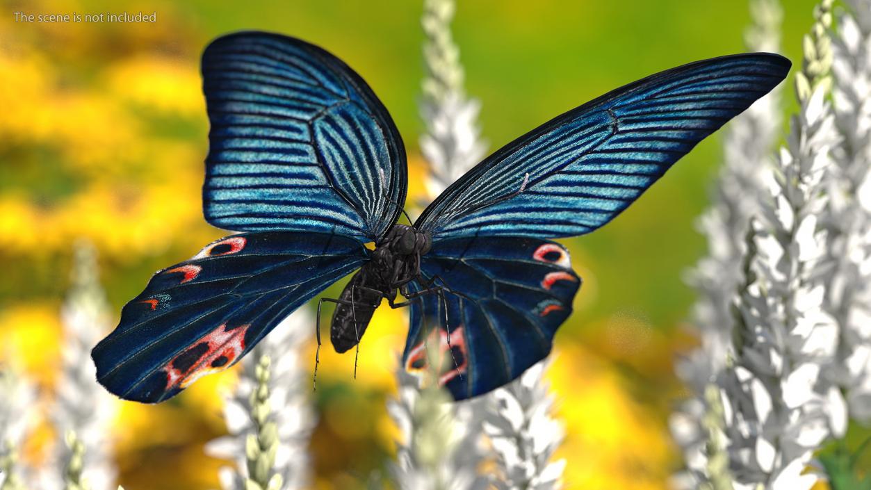 3D Papilio Protenor Butterfly Male