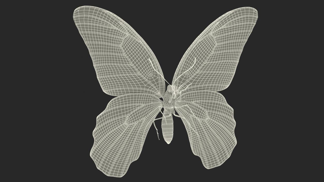 3D Papilio Protenor Butterfly Male