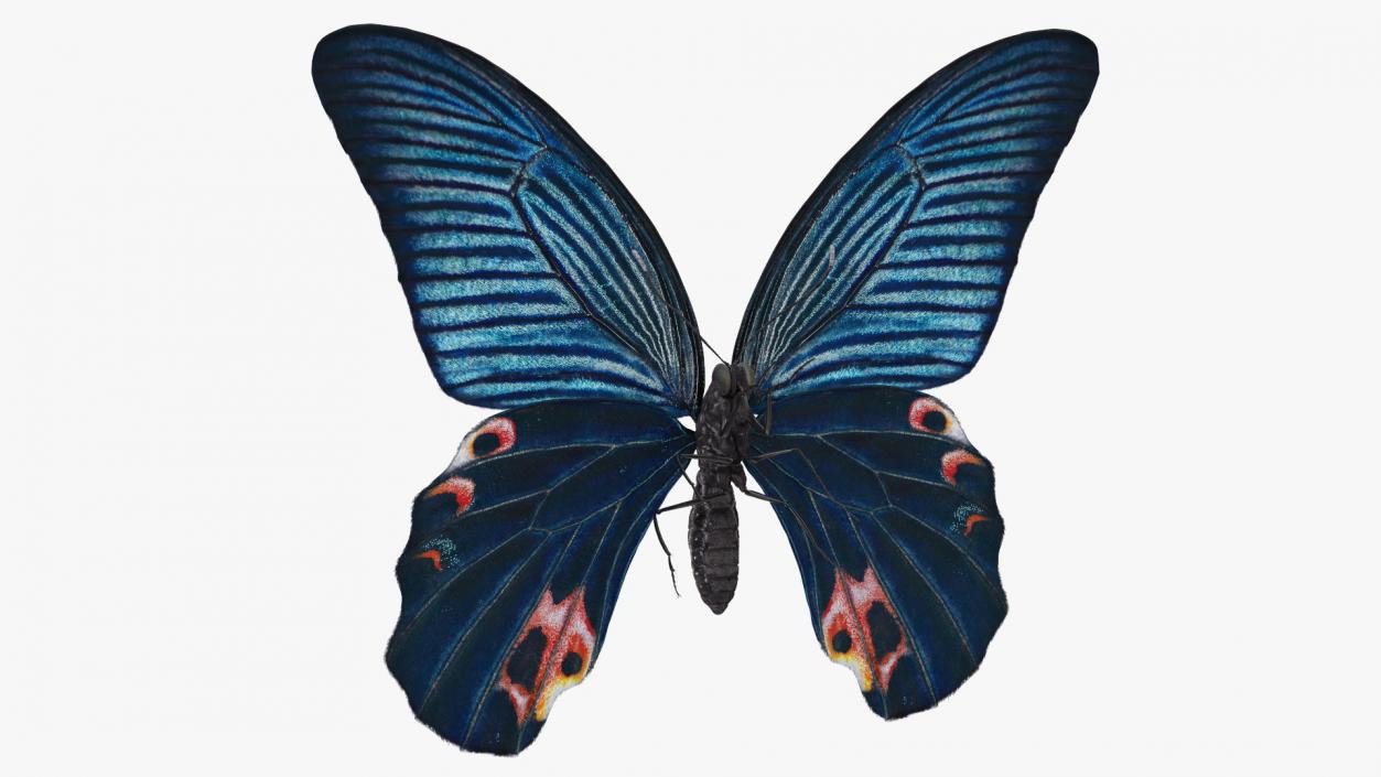 3D Papilio Protenor Butterfly Male