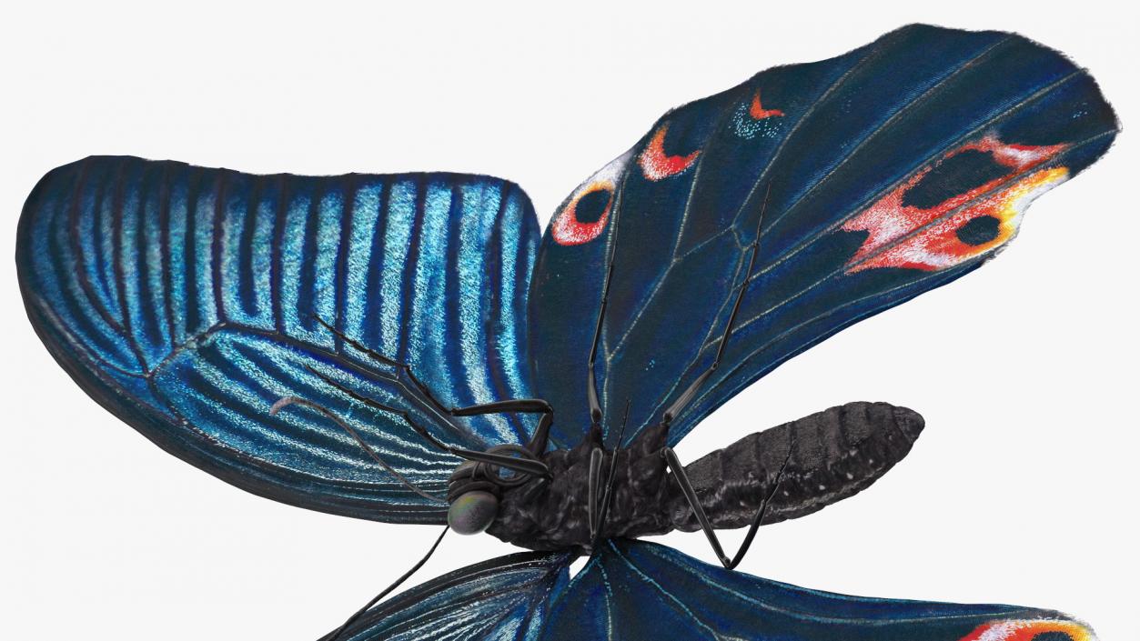 3D Papilio Protenor Butterfly Male