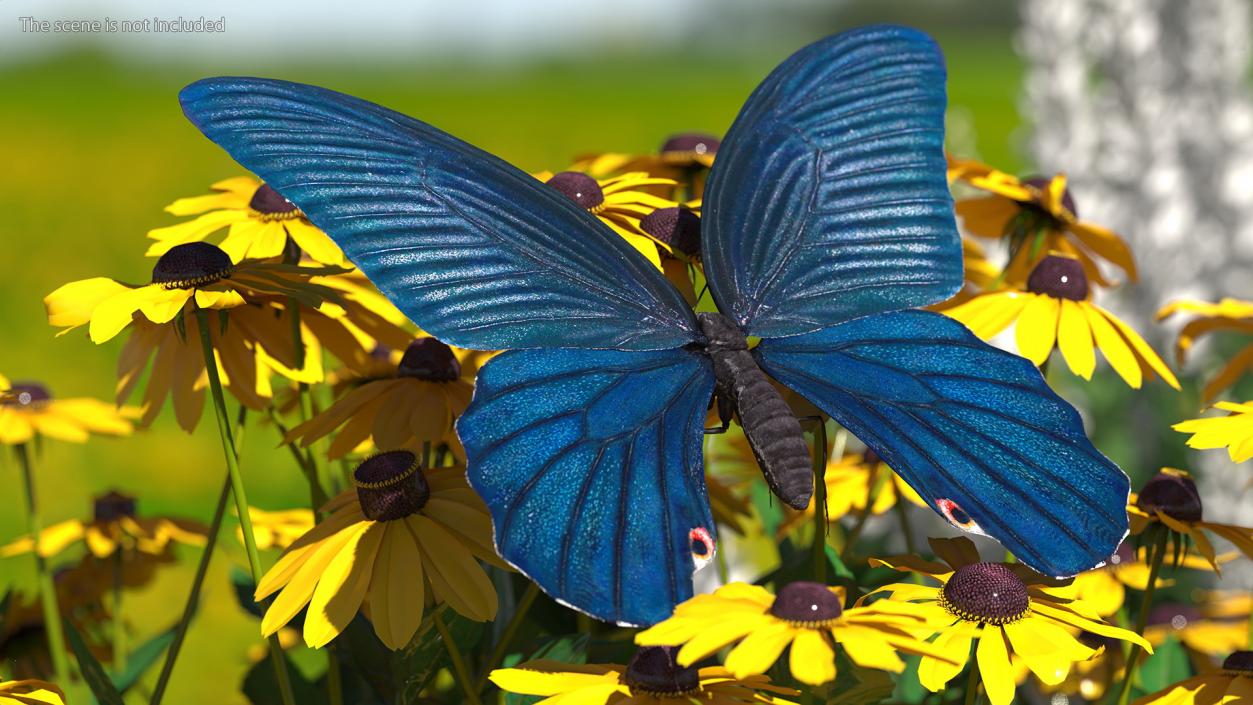 3D Papilio Protenor Butterfly Male