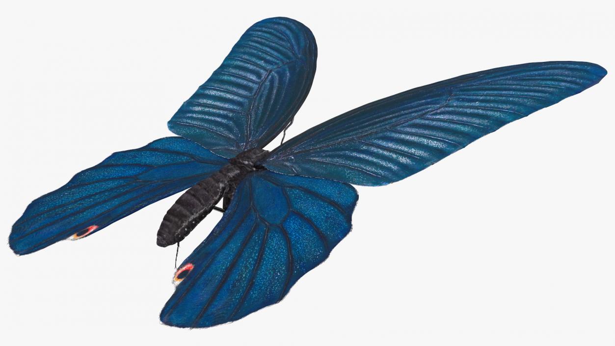 3D Papilio Protenor Butterfly Male