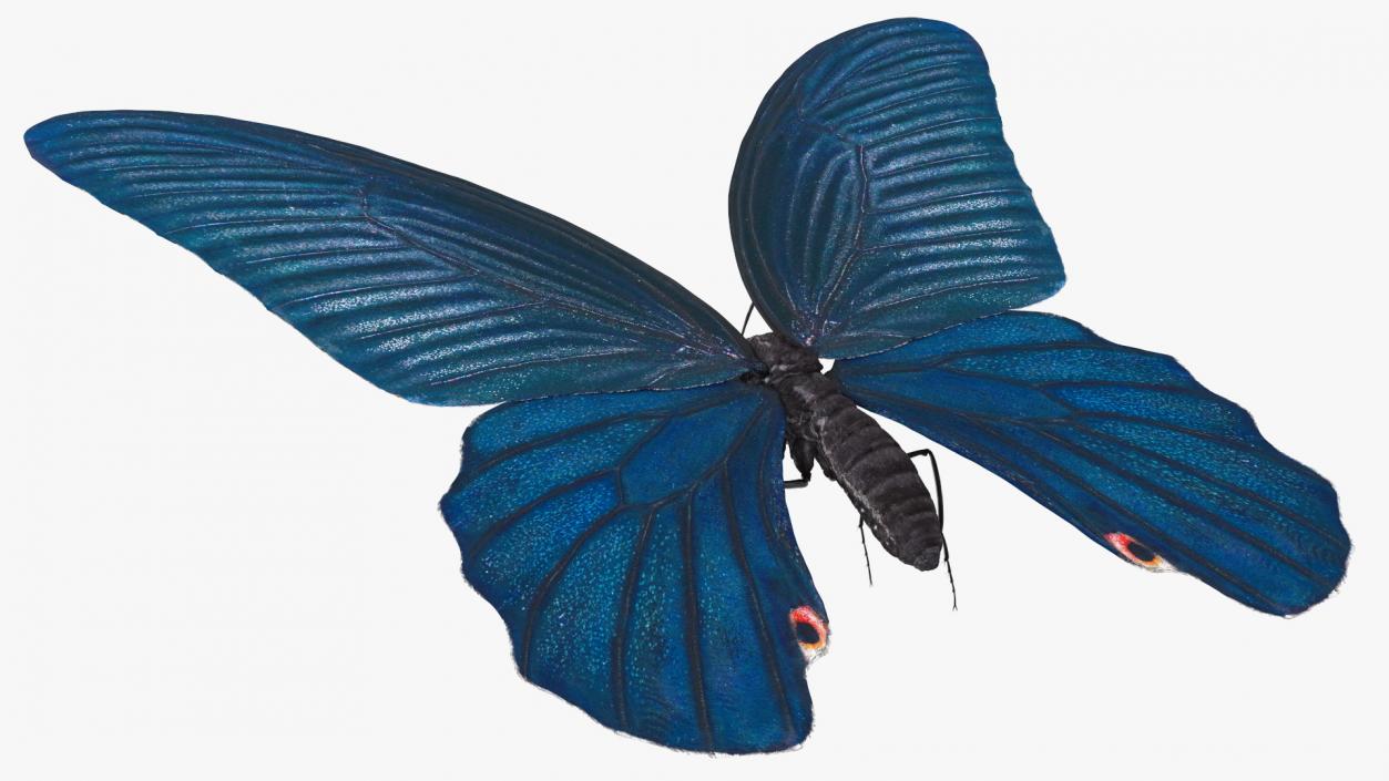 3D Papilio Protenor Butterfly Male