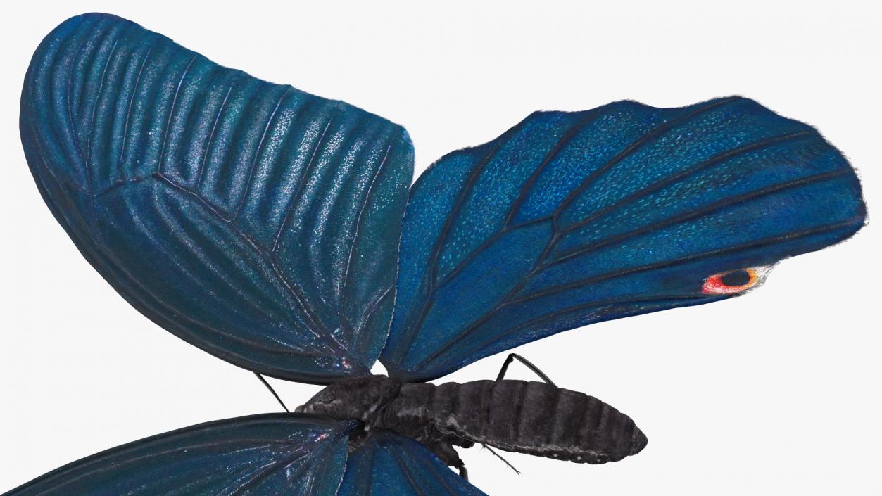 3D Papilio Protenor Butterfly Male