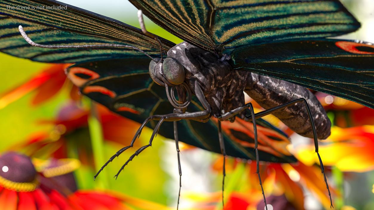 3D Papilio Protenor Butterfly Male