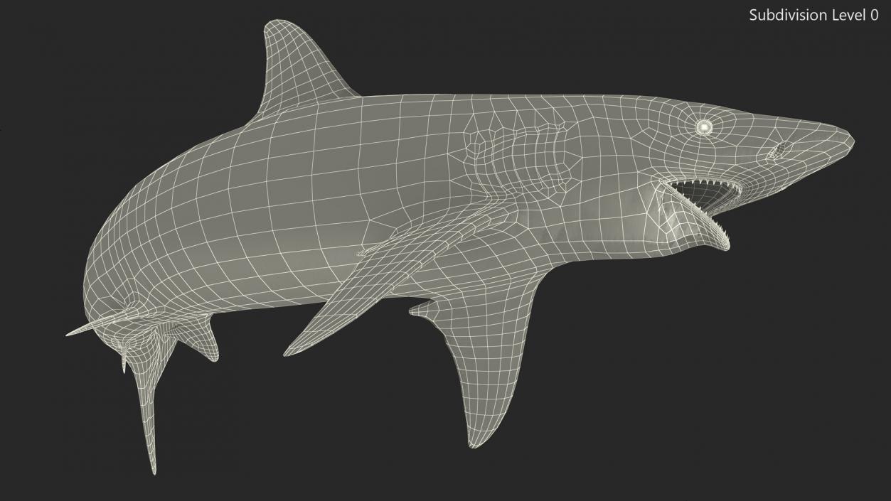 3D model Realistic Spinner Shark Rigged