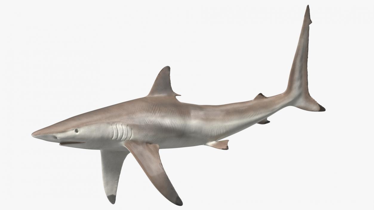 3D model Realistic Spinner Shark Rigged