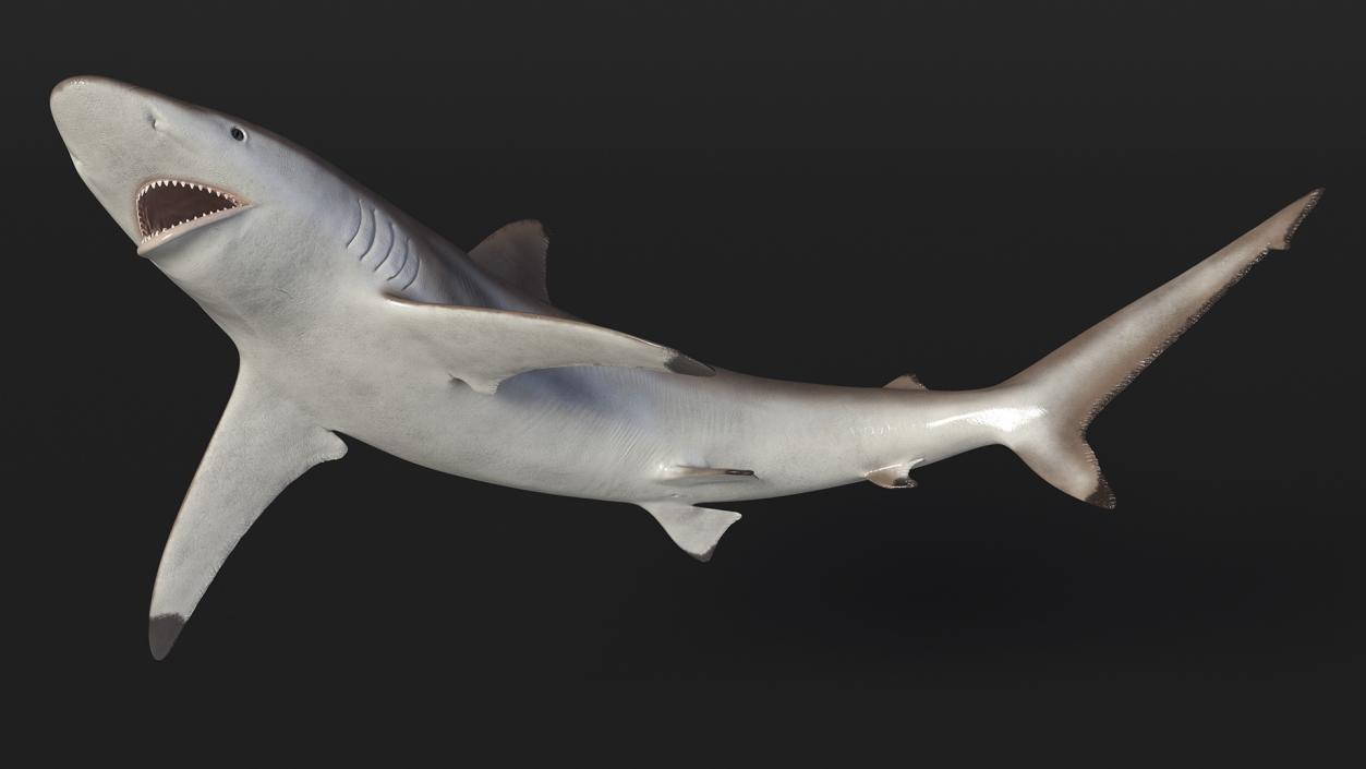 3D model Realistic Spinner Shark Rigged