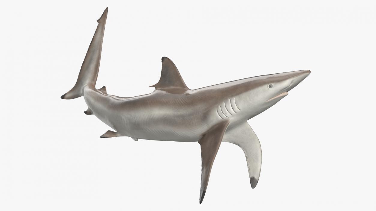 3D model Realistic Spinner Shark Rigged