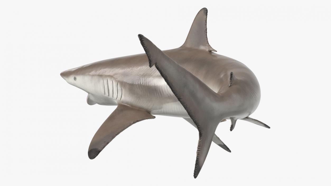 3D model Realistic Spinner Shark Rigged