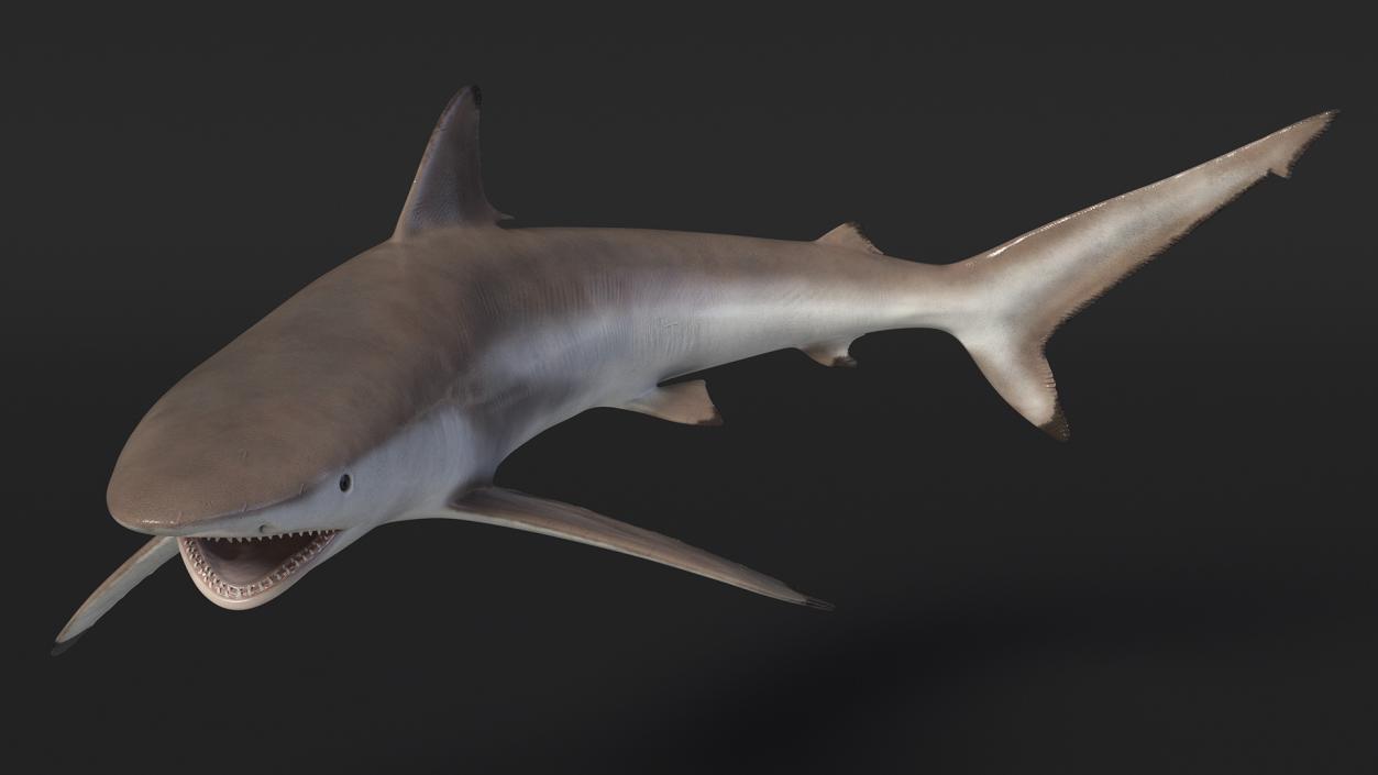 3D model Realistic Spinner Shark Rigged