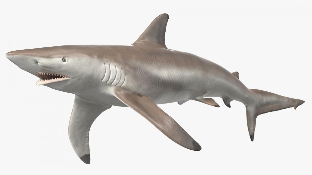 3D model Realistic Spinner Shark Rigged