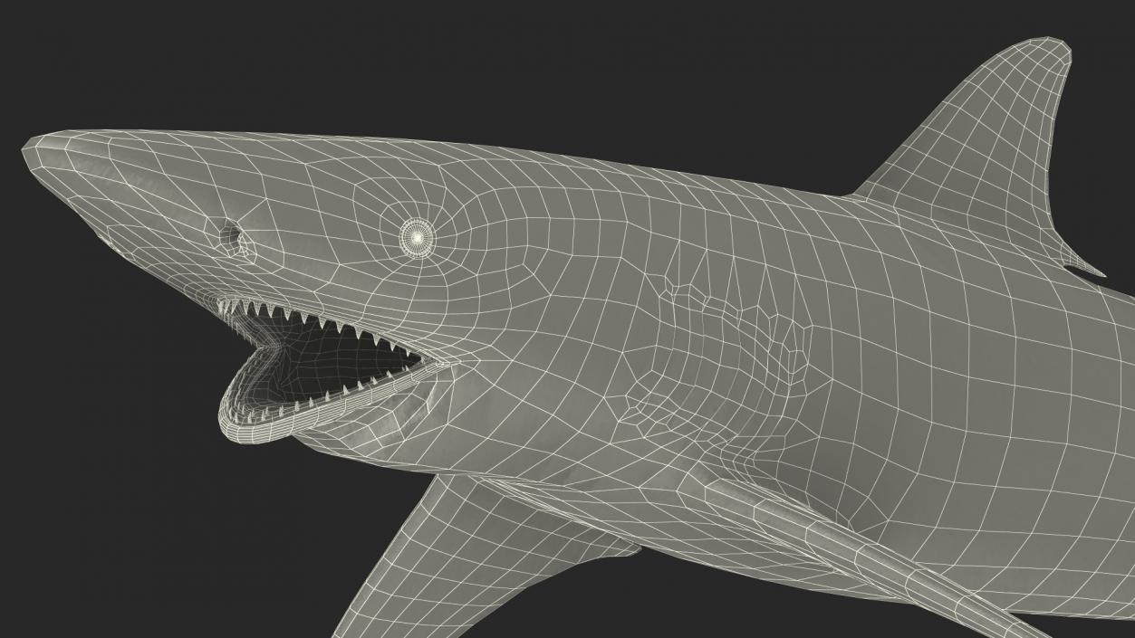 3D model Realistic Spinner Shark Rigged