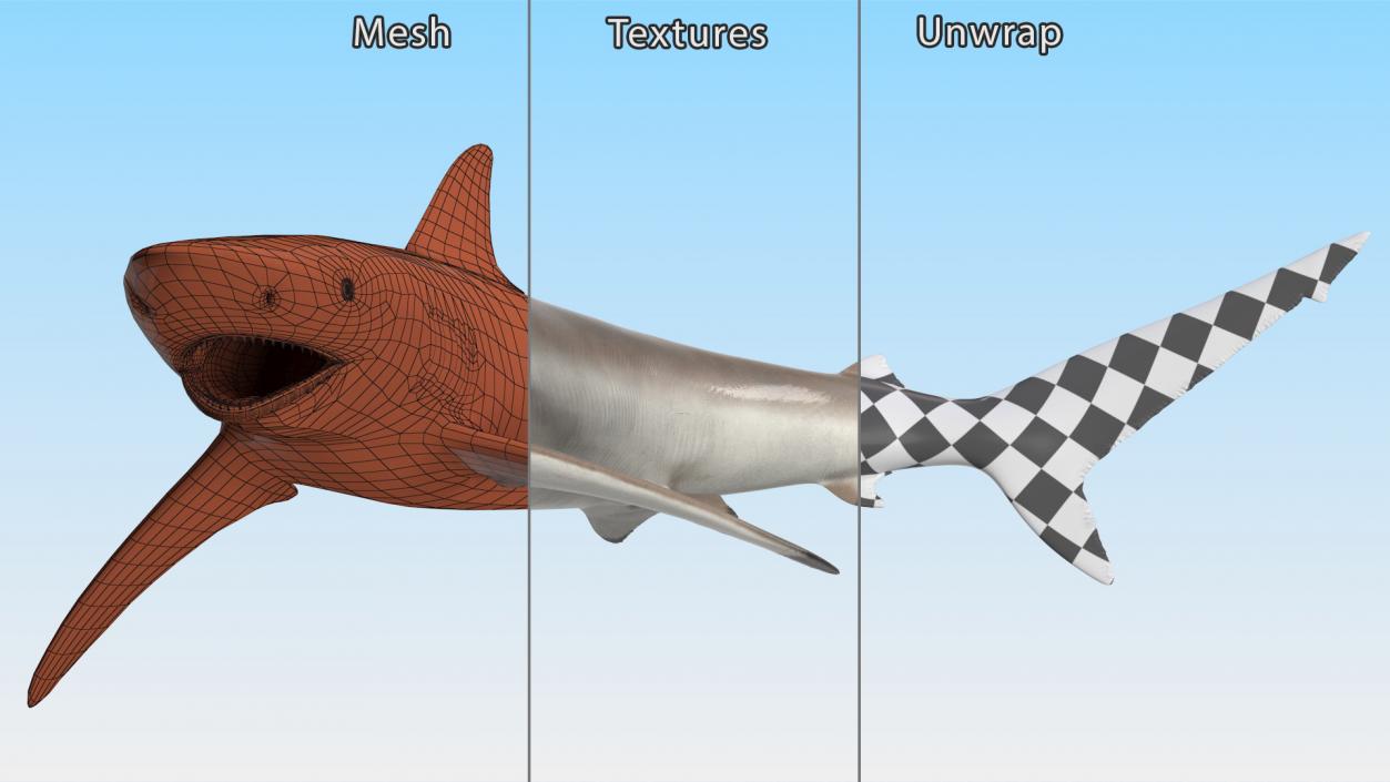 3D model Realistic Spinner Shark Rigged