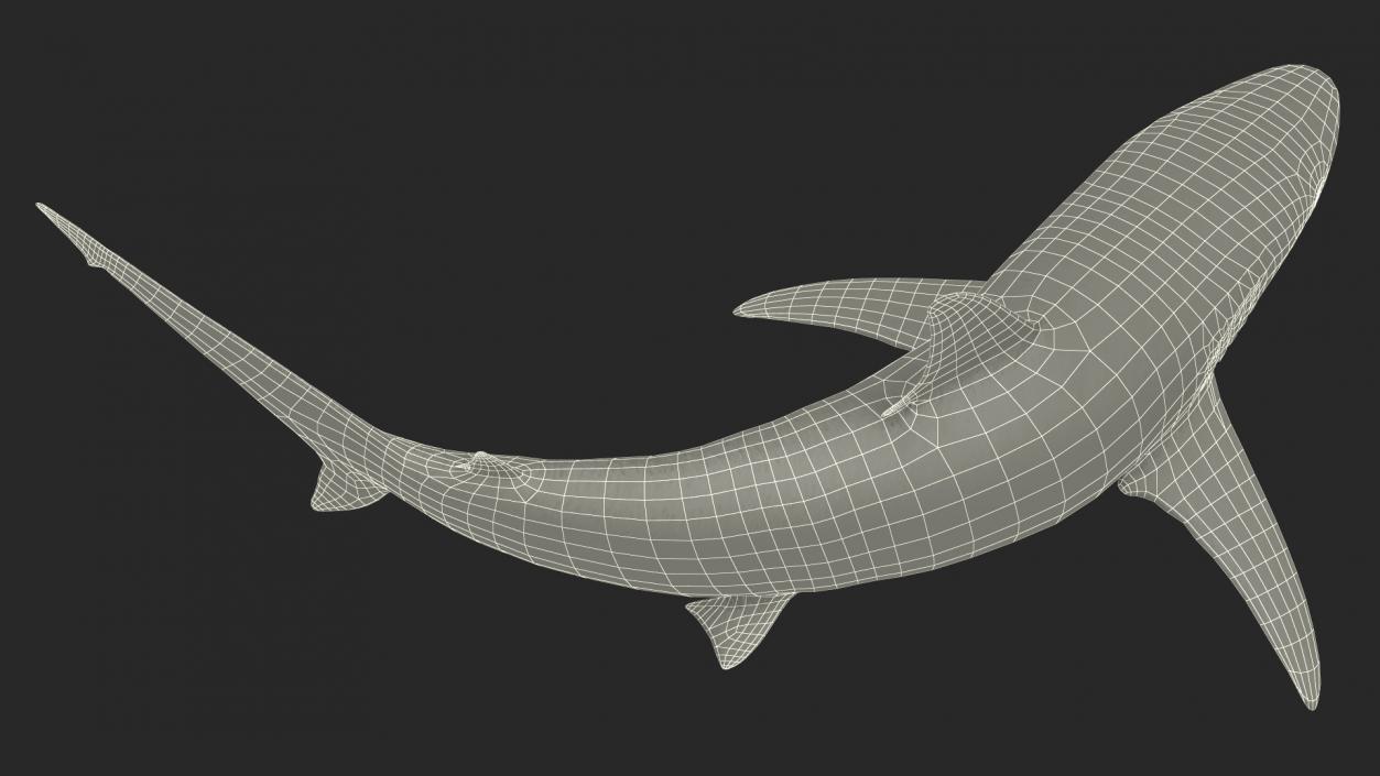 3D model Realistic Spinner Shark Rigged