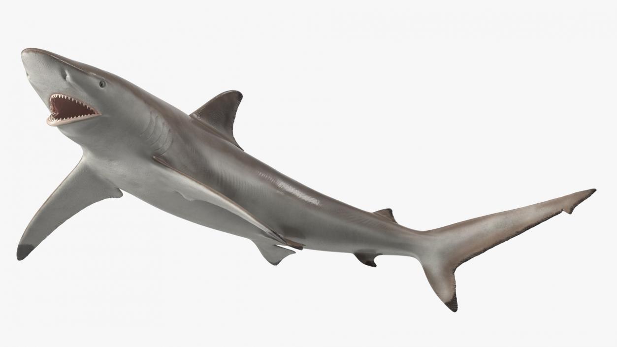 3D model Realistic Spinner Shark Rigged