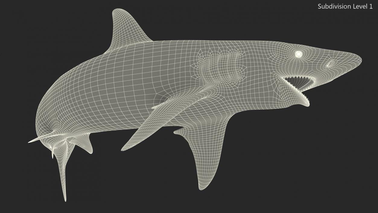 3D model Realistic Spinner Shark Rigged