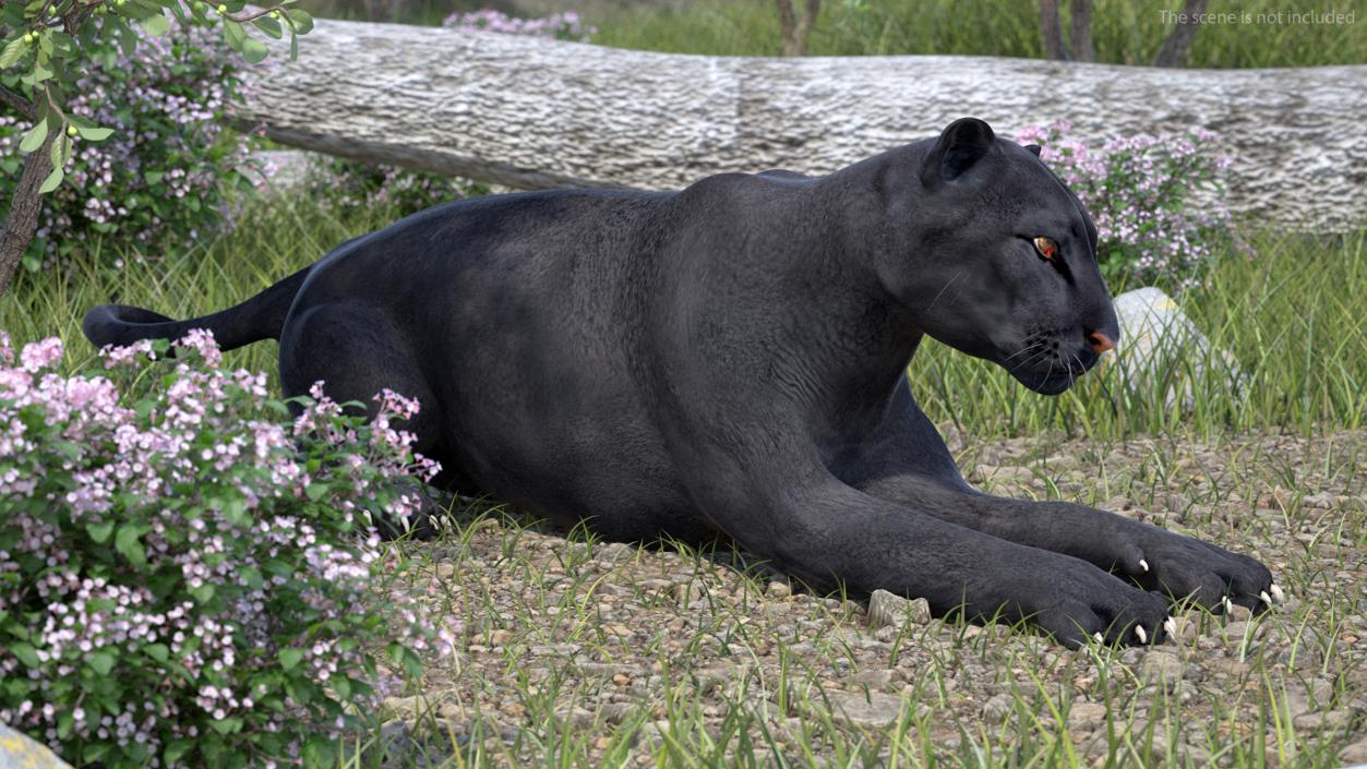 3D Black Panther Lying Down 2