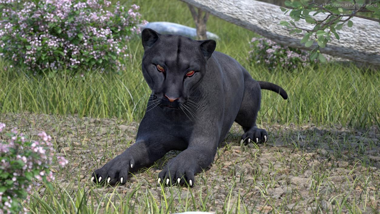 3D Black Panther Lying Down 2