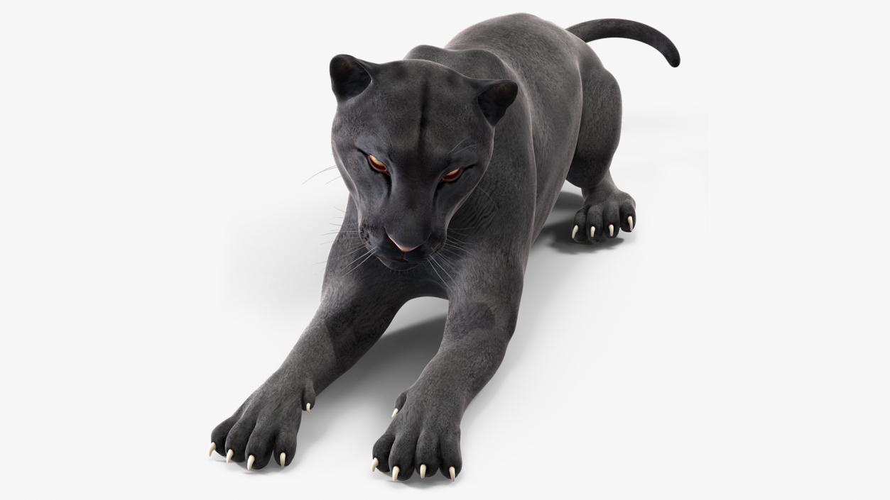 3D Black Panther Lying Down 2