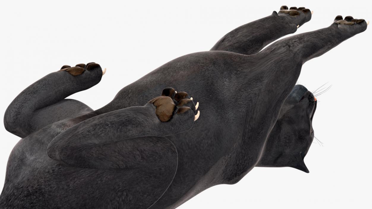 3D Black Panther Lying Down 2