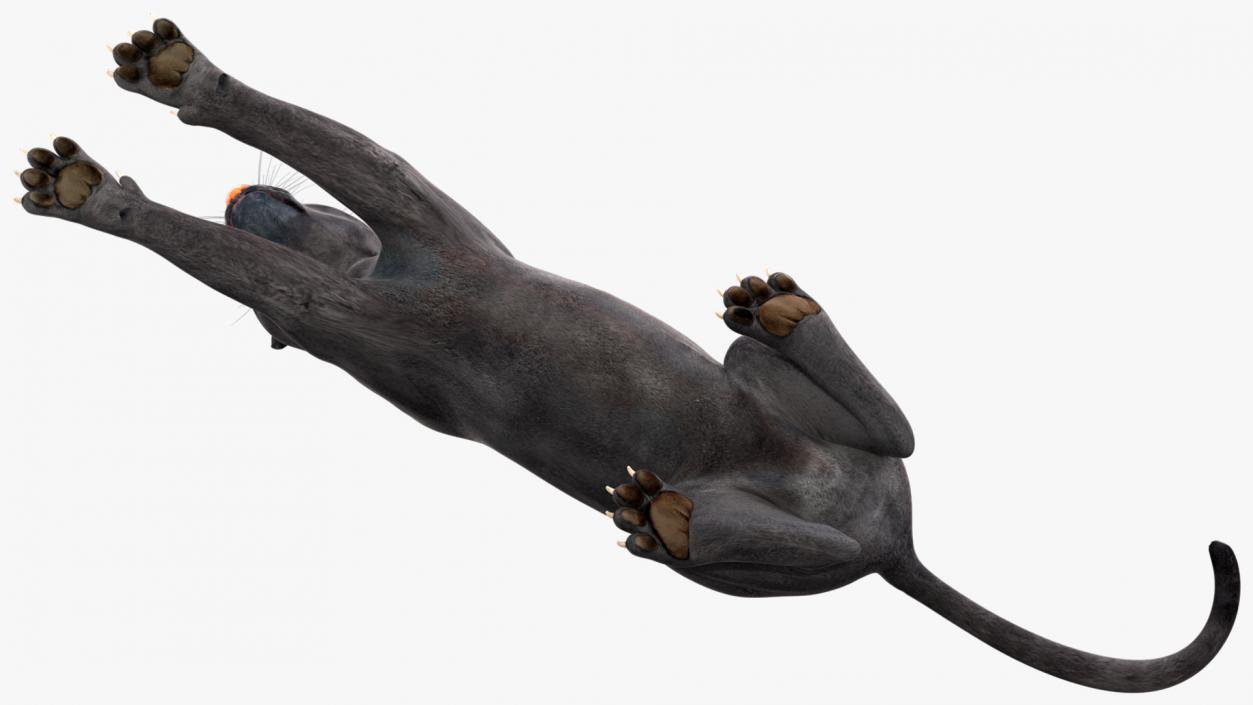 3D Black Panther Lying Down 2