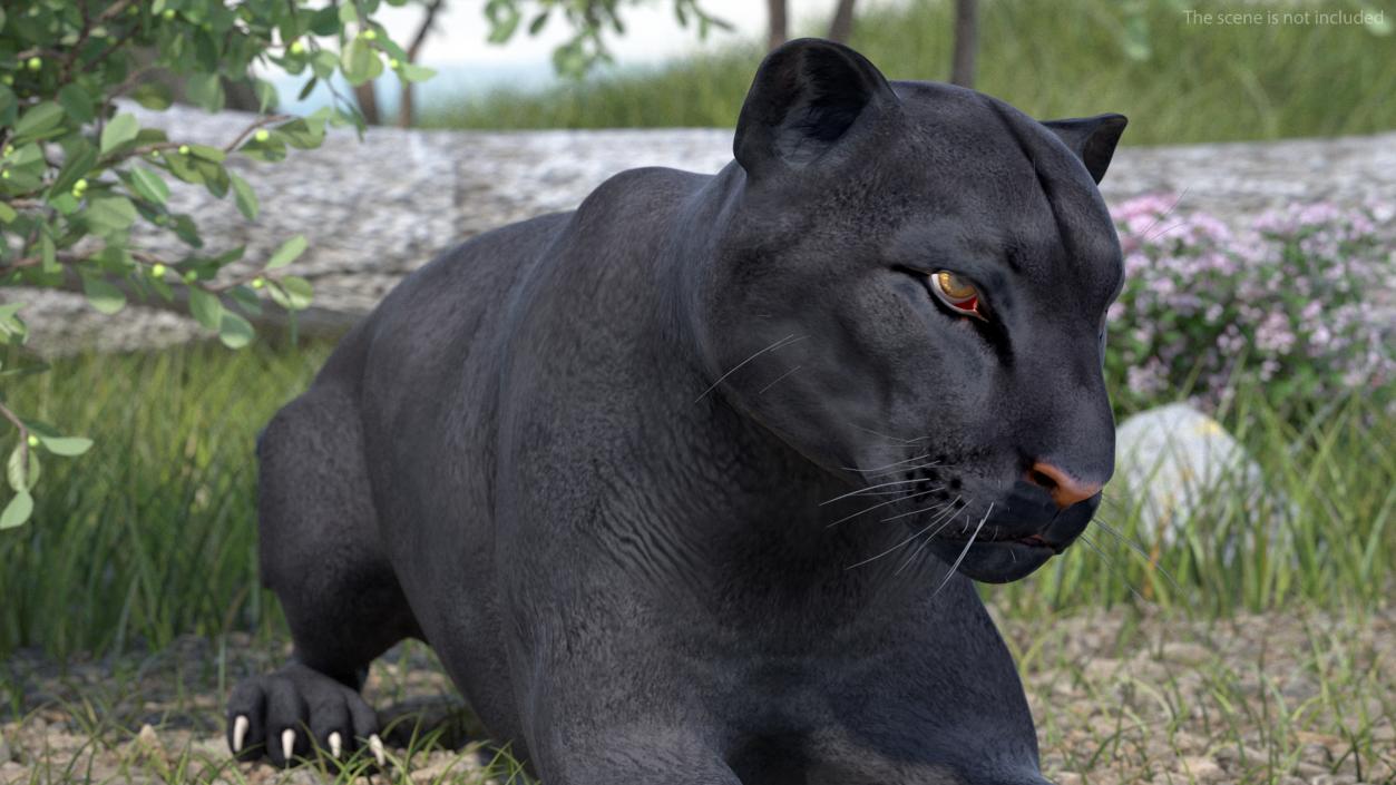 3D Black Panther Lying Down 2