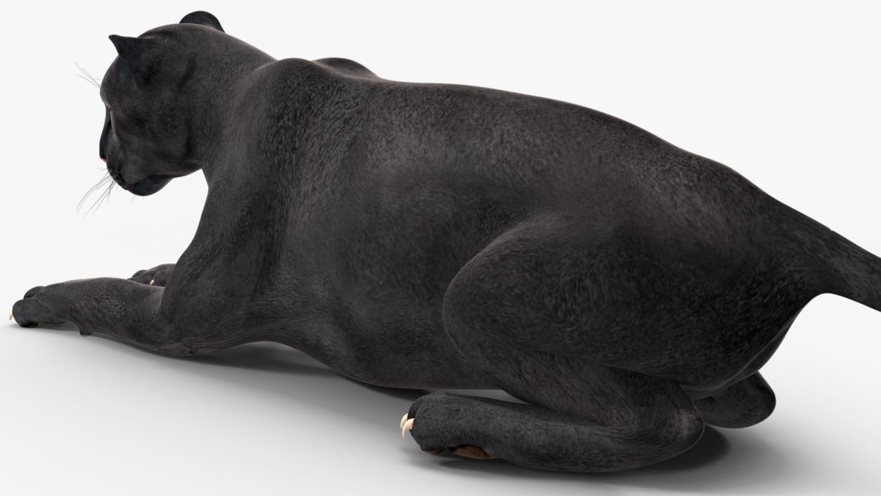 3D Black Panther Lying Down 2