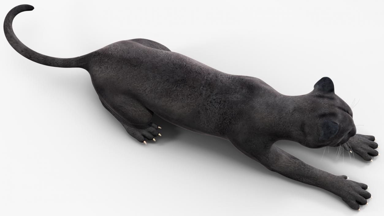 3D Black Panther Lying Down 2