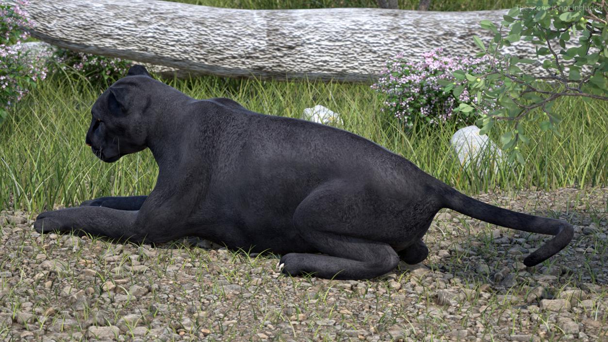 3D Black Panther Lying Down 2