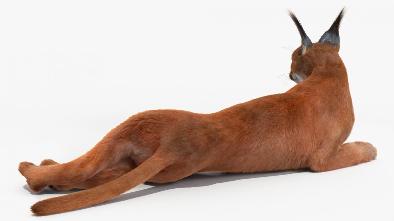 3D Caracal Cat Resting Fur model