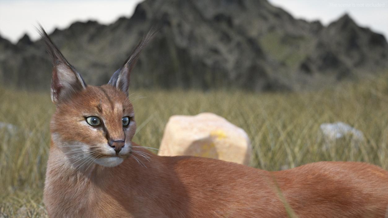 3D Caracal Cat Resting Fur model