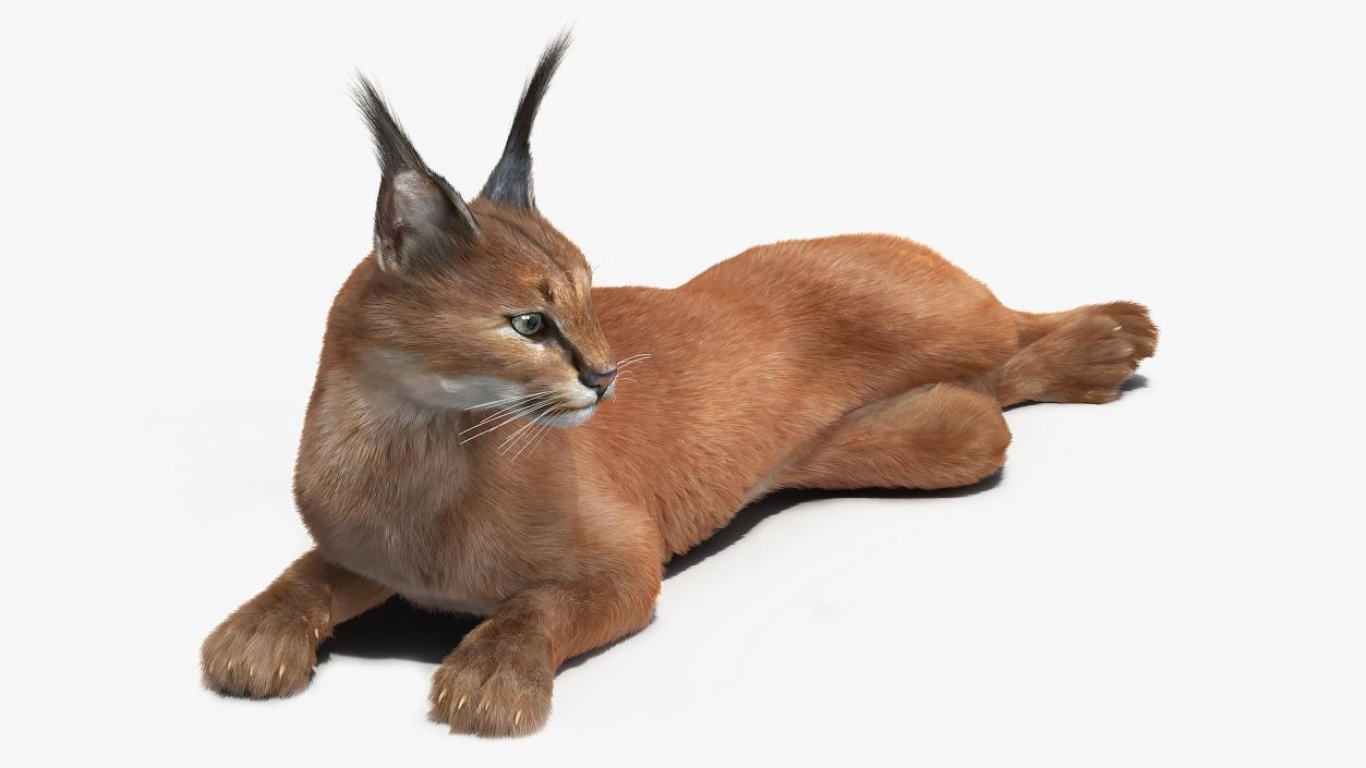 3D Caracal Cat Resting Fur model