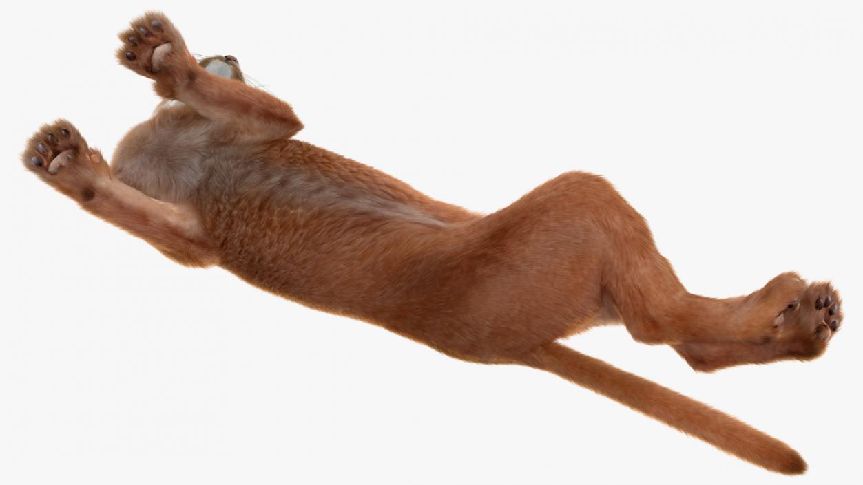 3D Caracal Cat Resting Fur model