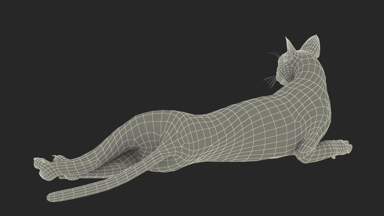 3D Caracal Cat Resting Fur model