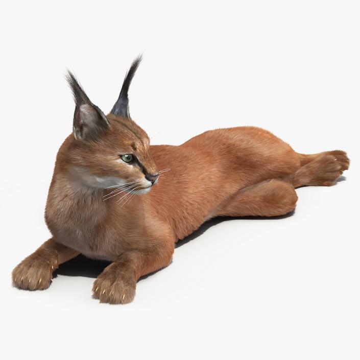 3D Caracal Cat Resting Fur model