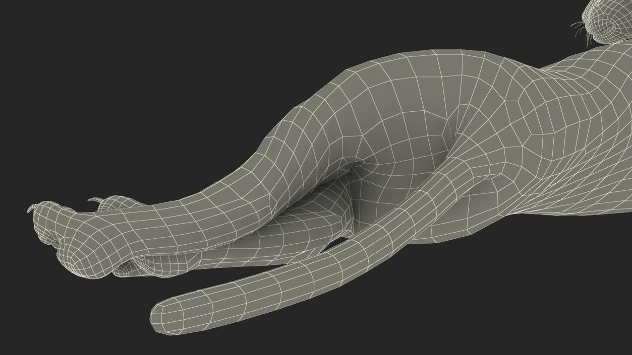 3D Caracal Cat Resting Fur model