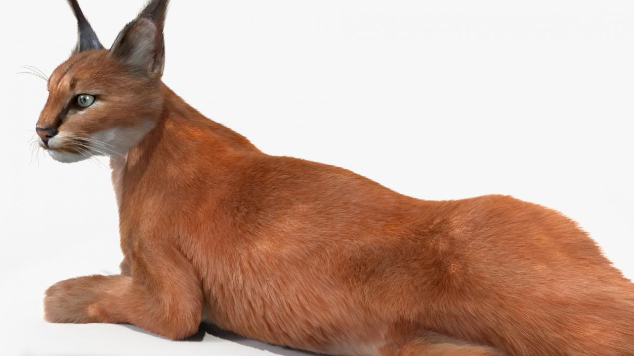 3D Caracal Cat Resting Fur model