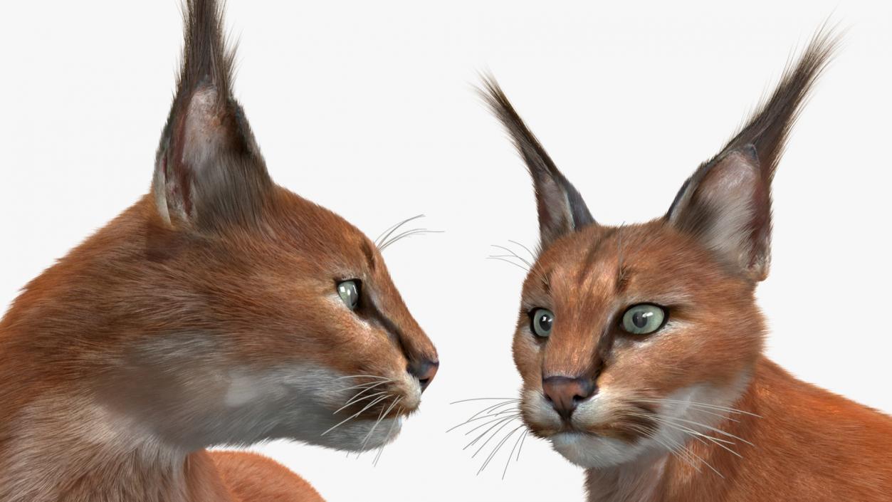 3D Caracal Cat Resting Fur model