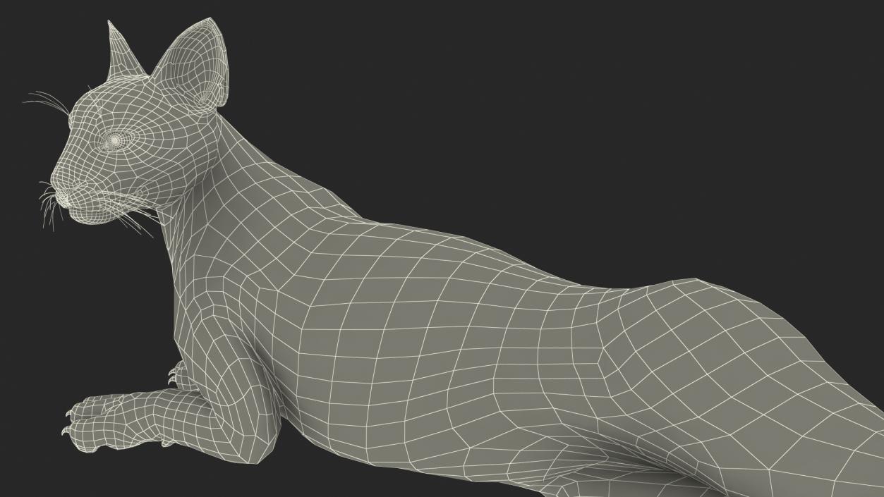 3D Caracal Cat Resting Fur model