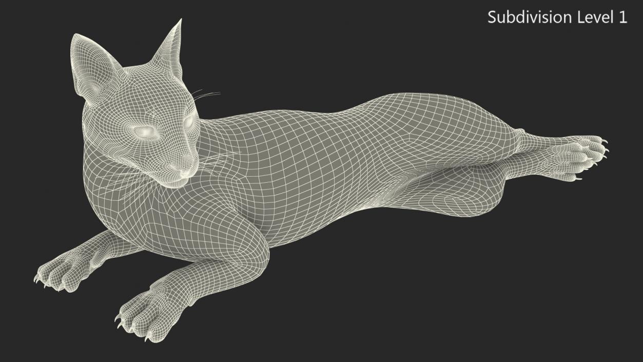 3D Caracal Cat Resting Fur model