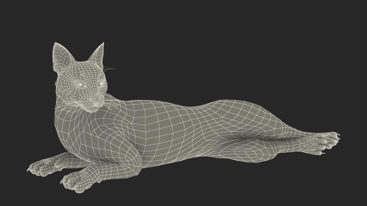 3D Caracal Cat Resting Fur model