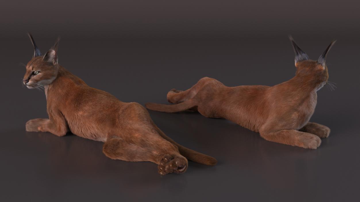 3D Caracal Cat Resting Fur model