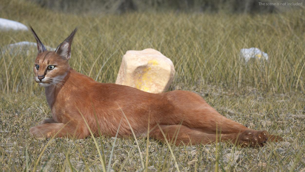 3D Caracal Cat Resting Fur model