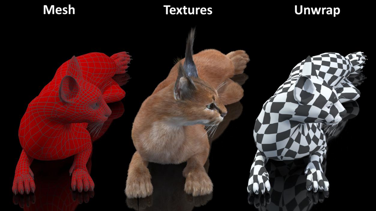 3D Caracal Cat Resting Fur model